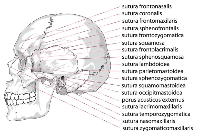 The anatomical names of different parts of a human skull